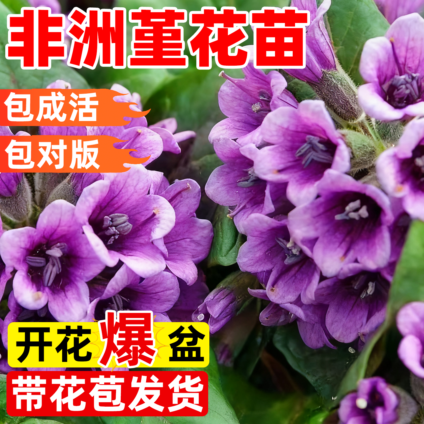 非洲堇花苗盆栽带花苞紫罗兰大花室内外阳台鲜花绿植四季种植物