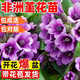 非洲堇花苗盆栽带花苞紫罗兰大花室内外阳台鲜花绿植四季种植物