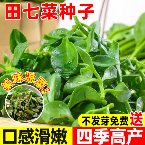 食用养生田七种子特色野菜保健菜
