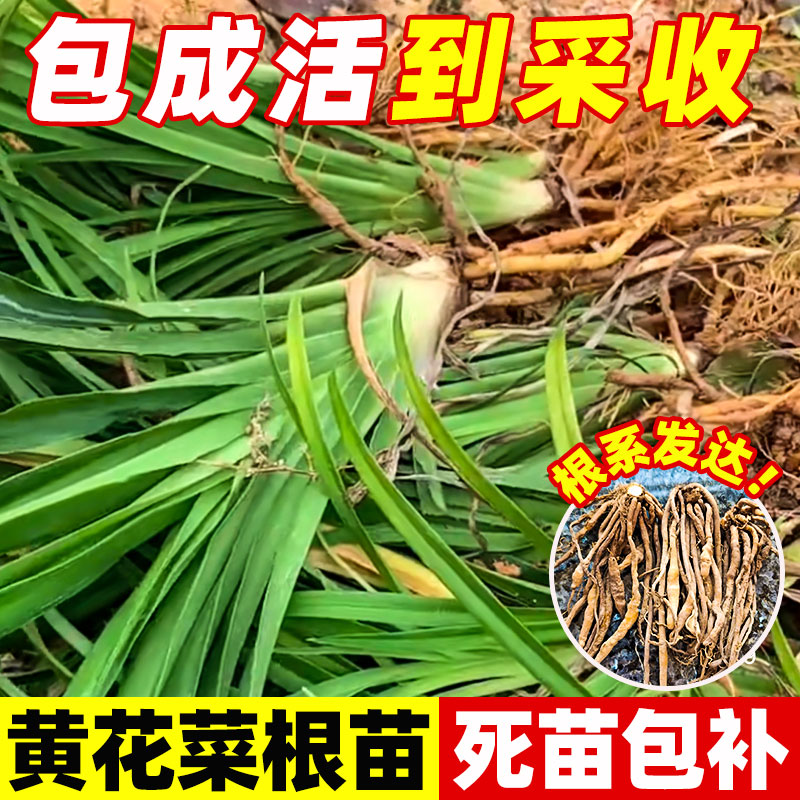 黄花菜根苗食用黄花菜种苗金针菜