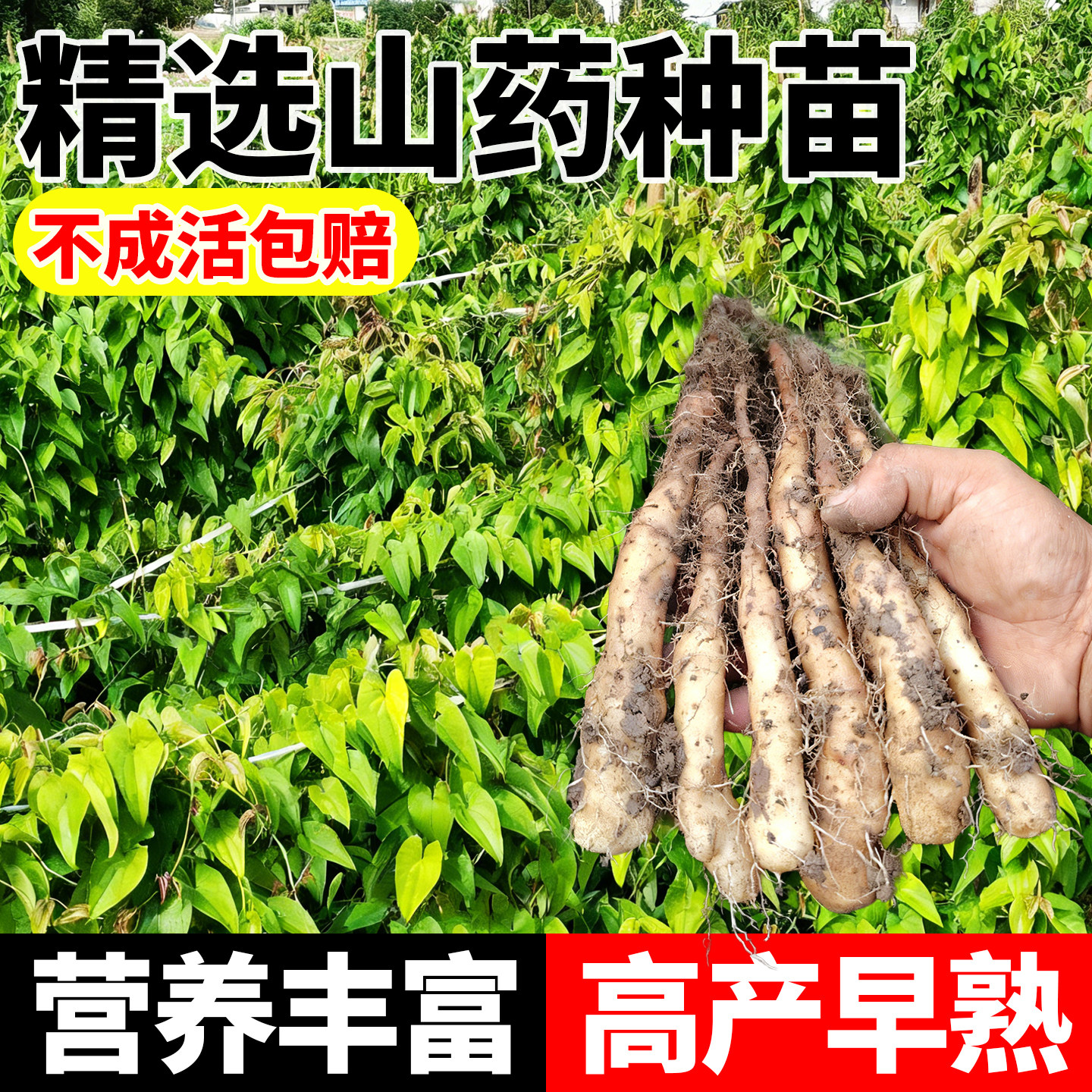 云南灵芝山药种子苗农家自种植蔬菜产量高易存活菜园地藤蔓种子