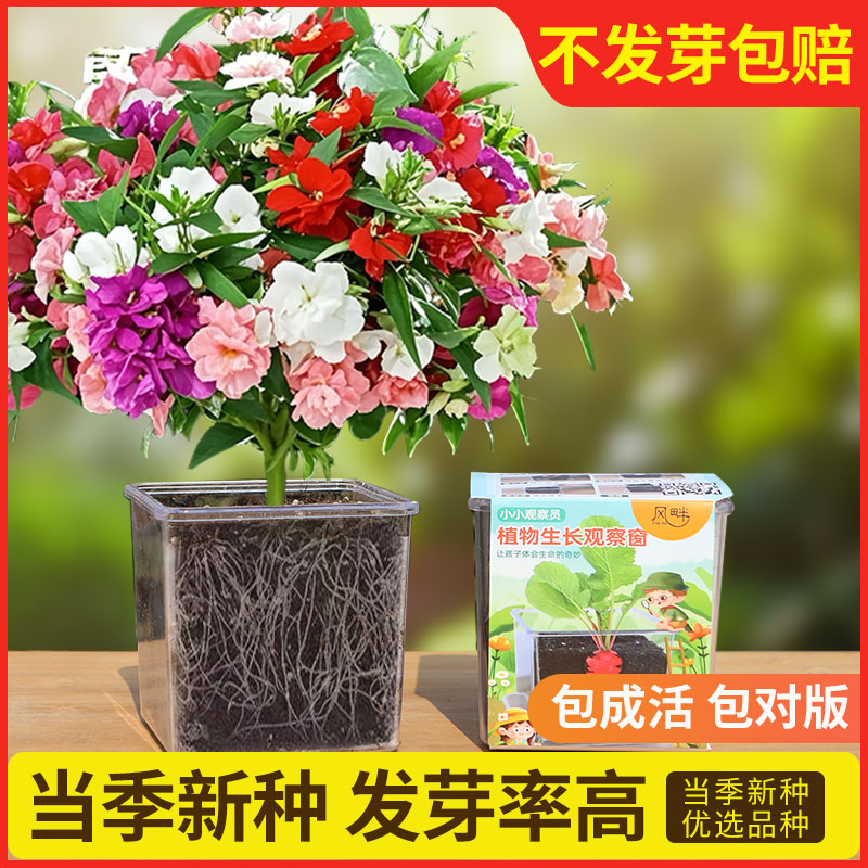 儿童种植盆栽套装四季种植凤仙花种子小学生实验草莓向日葵种籽孑