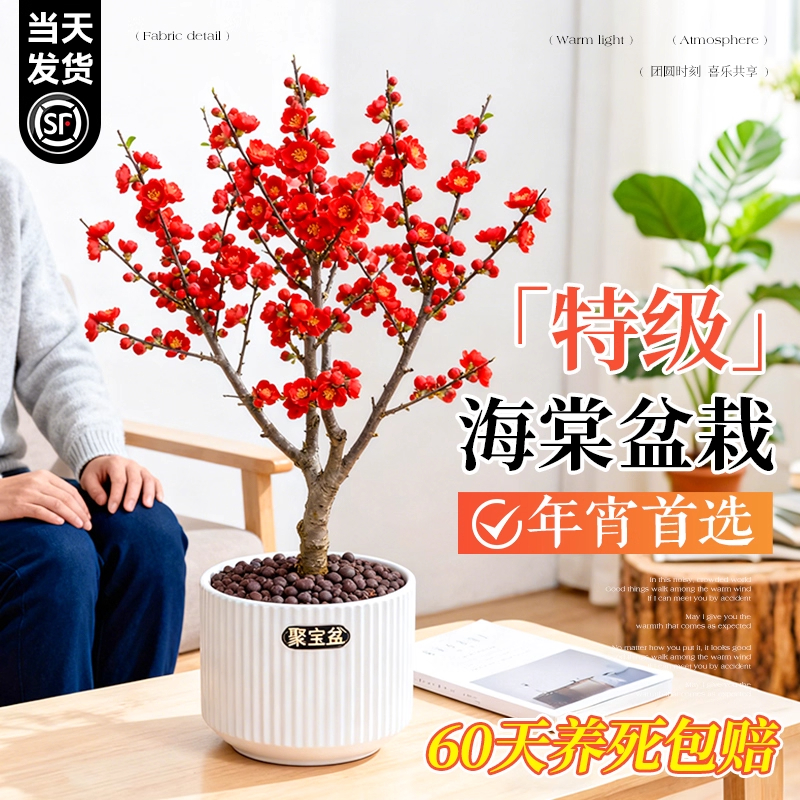 海棠盆栽带花苞长寿冠老桩树