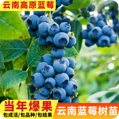 云南直发蓝莓树果苗盆栽南方北方