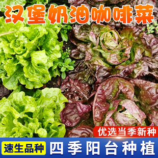汉堡奶油咖啡菜种子特色养生蔬菜种子生吃春秋四季播紫红生菜种子