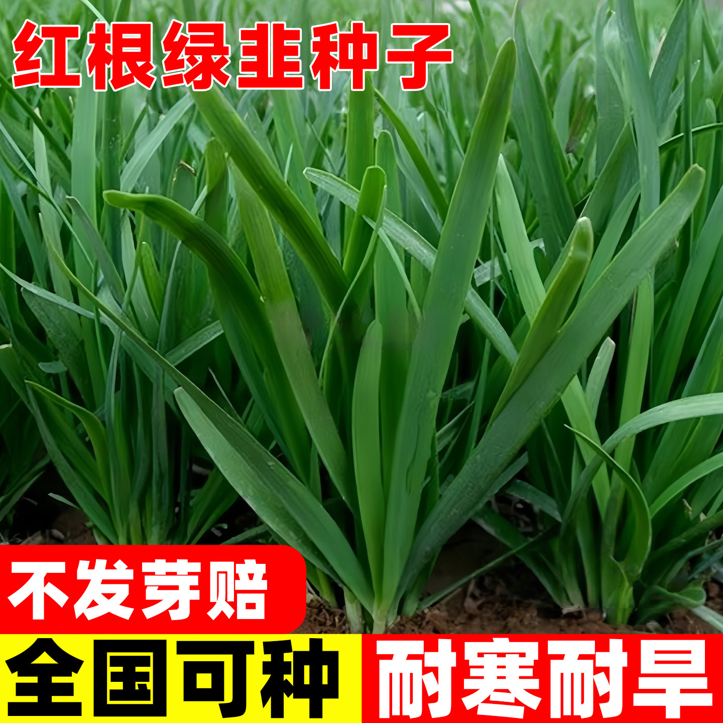 红根绿韭韭菜种子四季高产