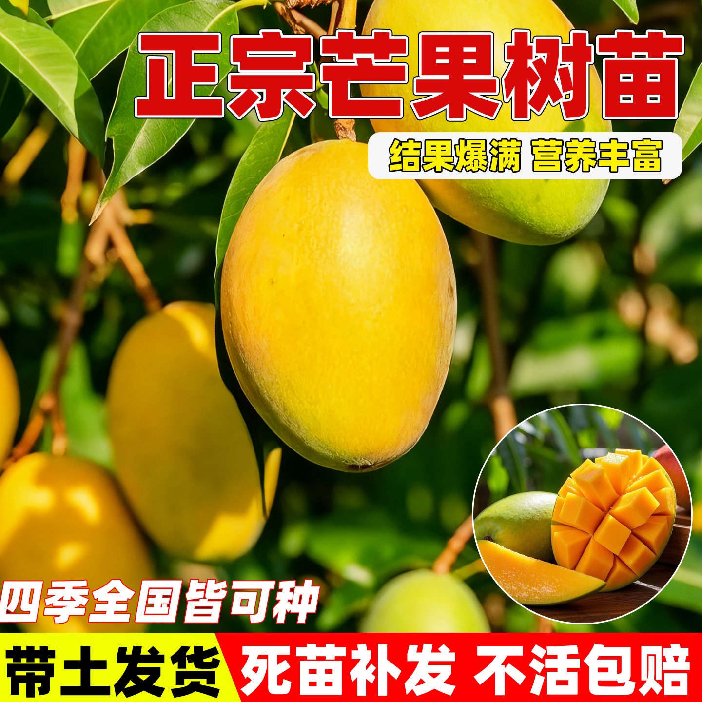 芒果树果苗嫁接金煌芒四季芒