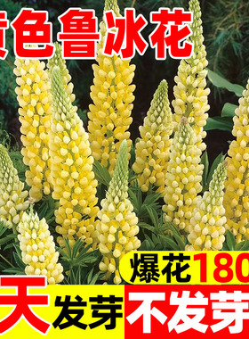 黄色鲁冰花种子籽四季易播种庭院花卉种孑羽扇豆易活花籽开花不断