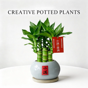 文昌竹盆栽室内客厅招财节节高绿植办公室桌面富贵竹带根好养植物