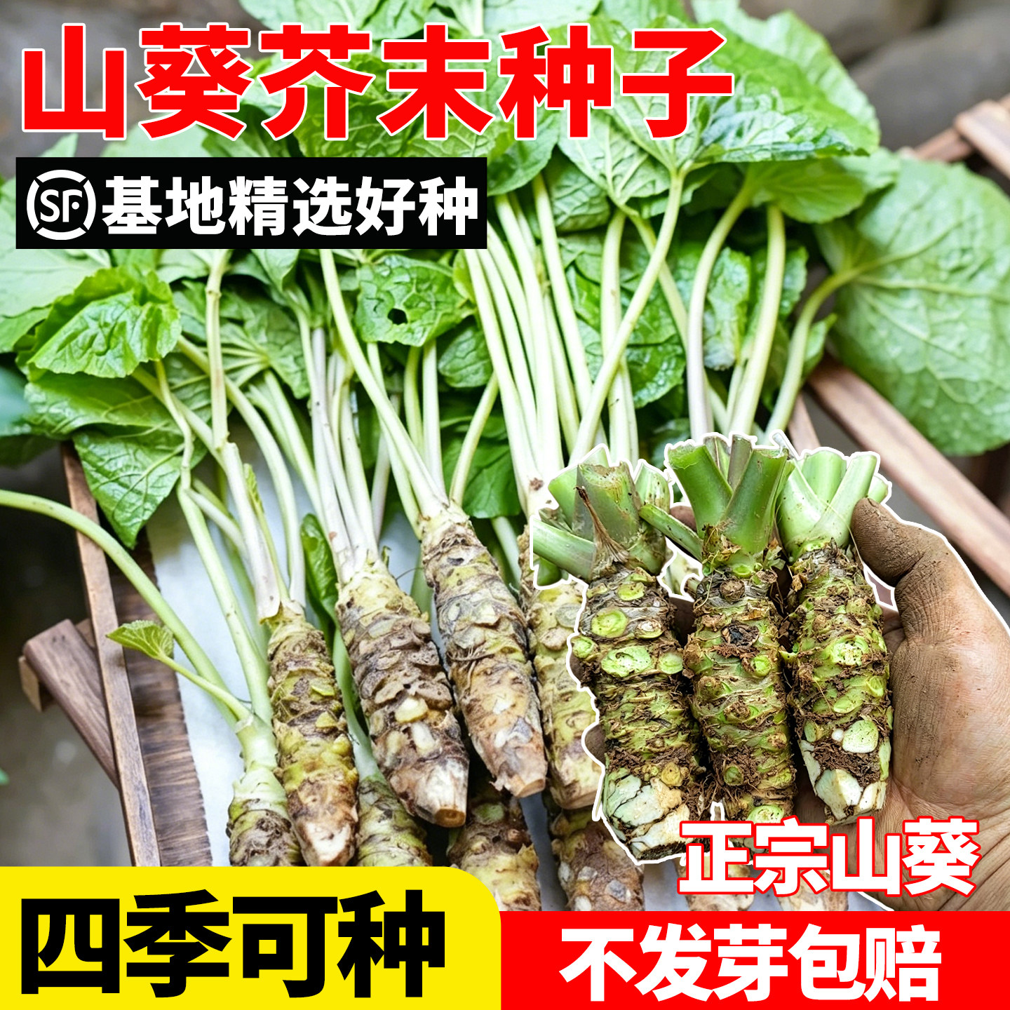草本芥末种子山葵种子绿芥末籽四季播阳台庭院盆栽种驱寒辣根种子