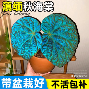 滇缅秋海棠盆栽鳟鱼竹节星空蓝色室内绿植四季桌面开花卉芋类植物