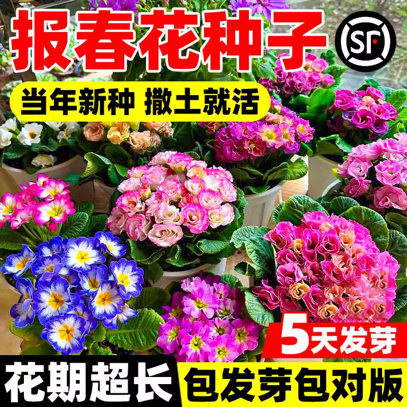 报春花种子四季开易活籽年图片