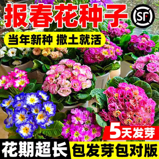 报春花种子四季开花易活花籽年景花七重楼樱草花花种阳台庭院盆栽