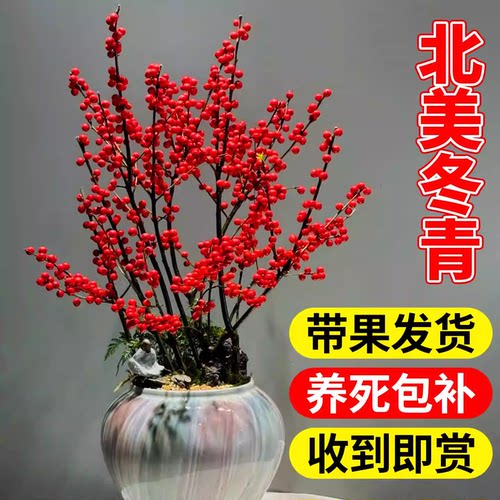 北美冬青红果年宵花室内外客厅阳
