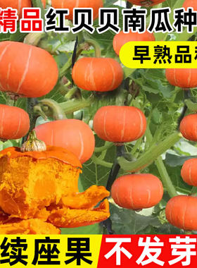 红贝贝南瓜四季种植结果多庭院