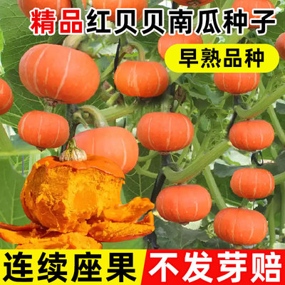 红贝贝南瓜四季种植结果多庭院
