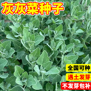 四季播蔬菜种籽阳台盆栽庭院养生菜种孑老品种野菜种孑灰灰菜种子
