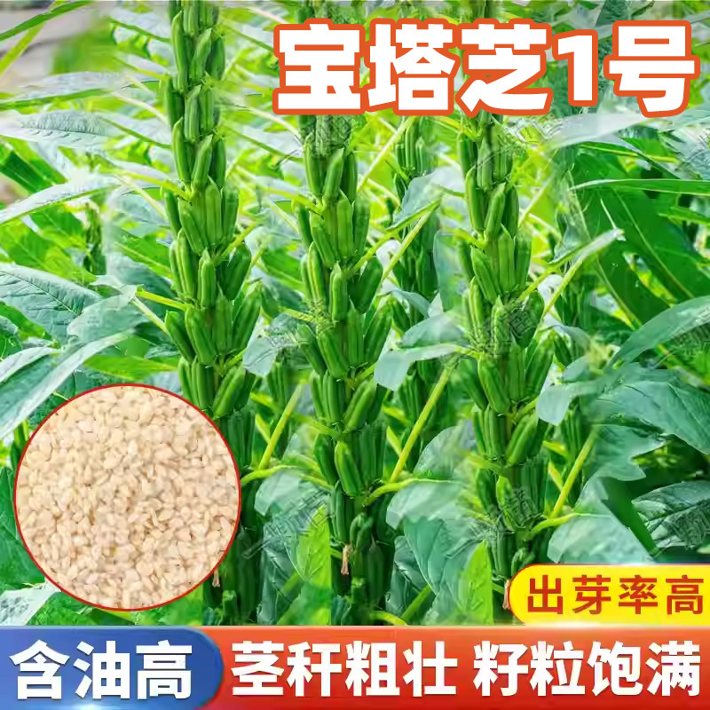 宝塔芝一号白芝麻种子老品种黑白图片