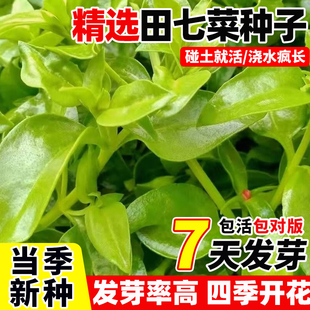 田七菜种子四季抗病早熟高产大室内外庭院蔬菜秧苗农家菜园野菜种