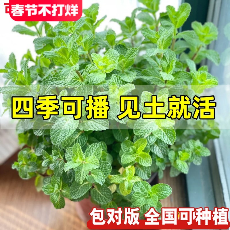 薄荷种籽子可食用四季播种香水留兰香猫薄荷种孑阳台盆栽蔬菜种子