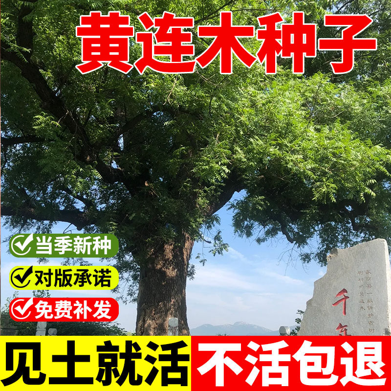 黄连木种子新采林木种籽楷木楷树黄楝树四季可播庭院黄连木种子籽