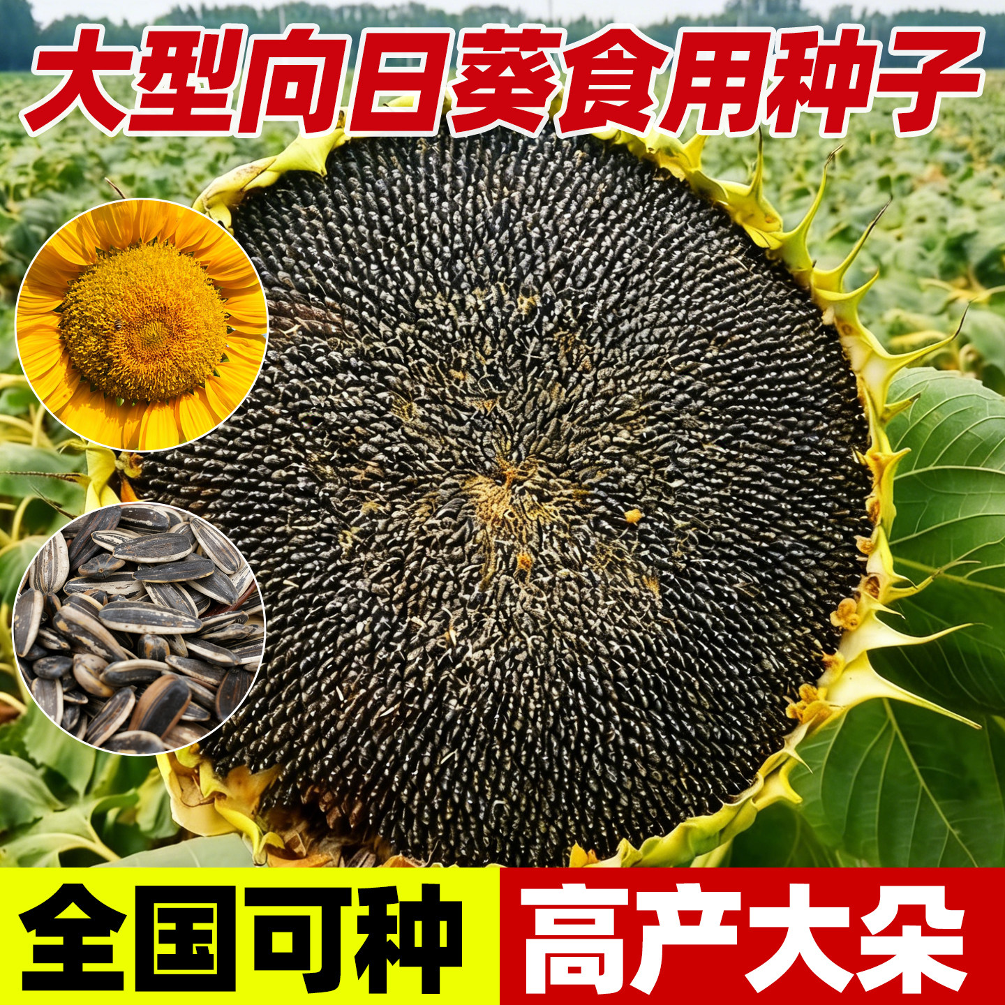 大型向日葵食用种子高产大粒葵花种籽矮大头油葵种孑四季播三道眉