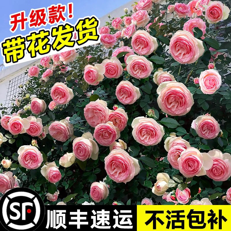 蔷薇花苗爬藤植物庭院浓香爬墙玫