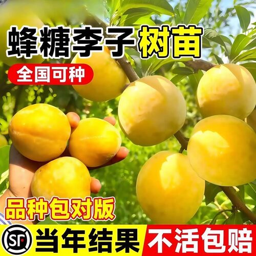 贵州六马正宗蜂糖李子树苗
