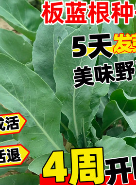 板蓝根种子青菜乌斯曼种子板蓝根