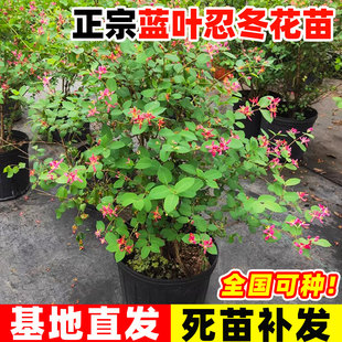 新蓝叶忍冬盆栽多年生灌木花境植物庭院阳台花卉耐热耐寒净化空气