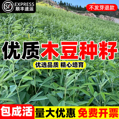 木豆种子护坡草灌籽园林绿