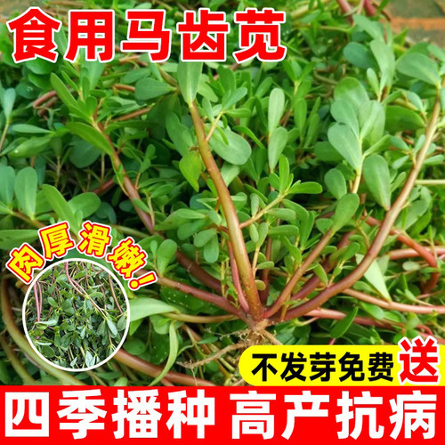 马齿苋菜种籽四季蔬菜种子马芷苋