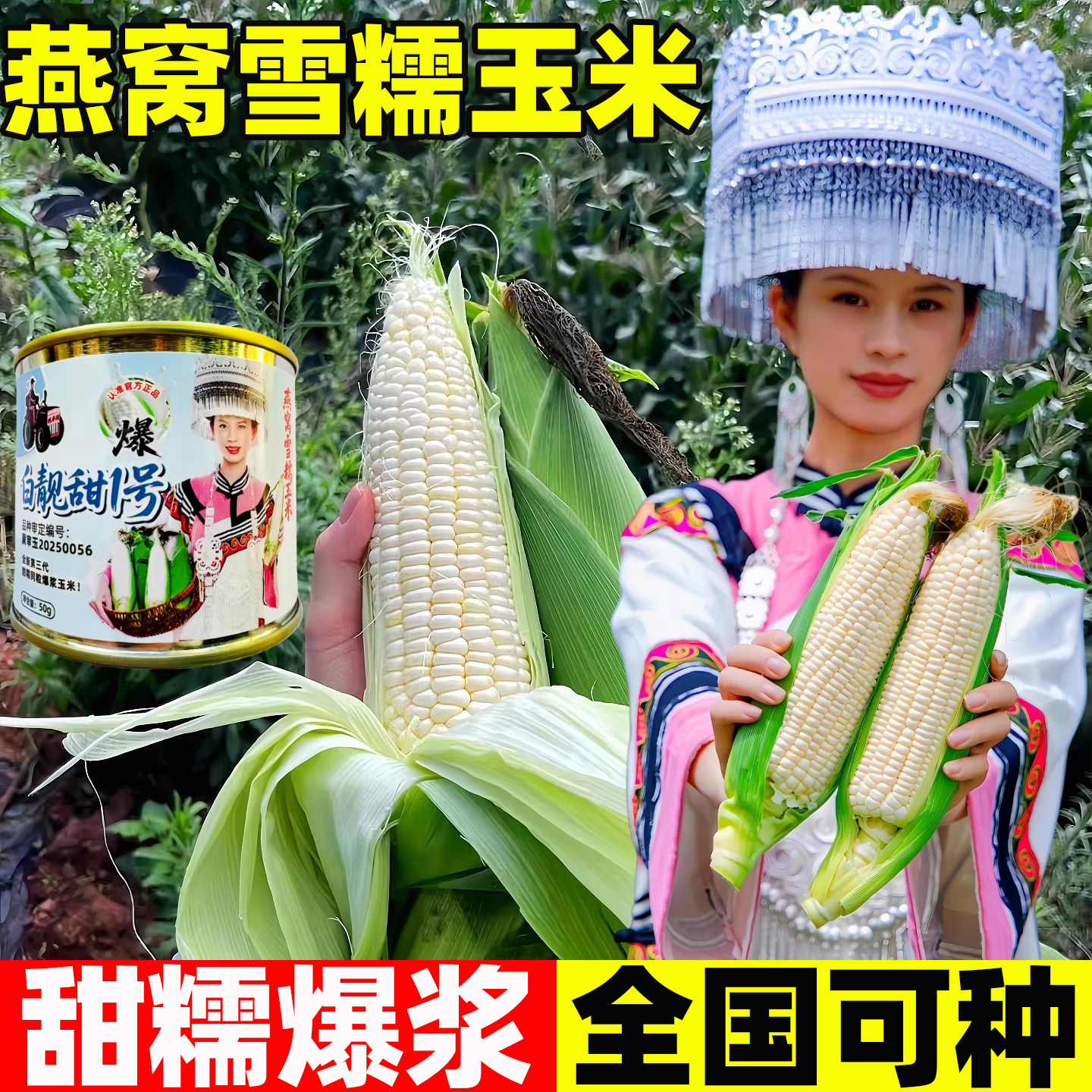 燕窝雪糯玉米种子爆浆甜糯同粒玉米种籽皮薄无渣高产大棒春秋夏播