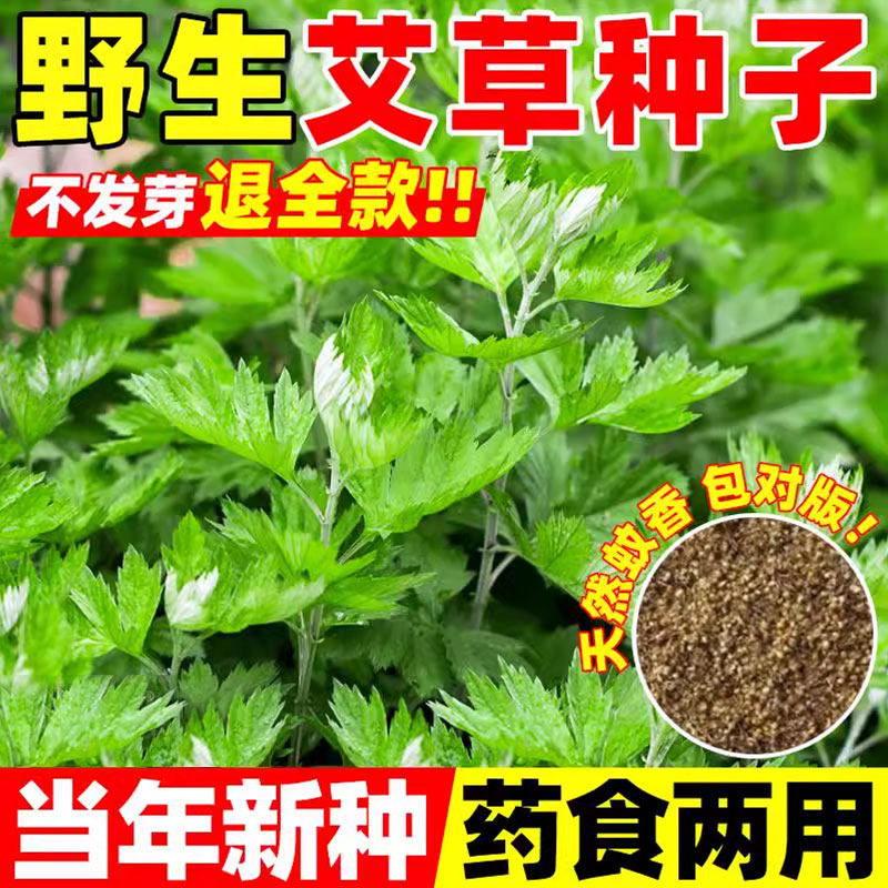 艾草艾叶靳种籽野生香艾草苗食用青团大叶艾蒿青蒿种子四季驱蚊草