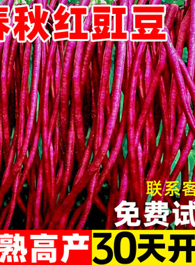 春秋红缸豆四季不搭架长豆角