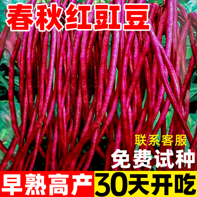 春秋红缸豆四季不搭架长豆角