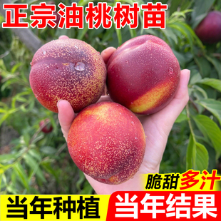 油桃树果苗嫁接桃树南北方种植特大号新品种麻点曙光油桃当年结果