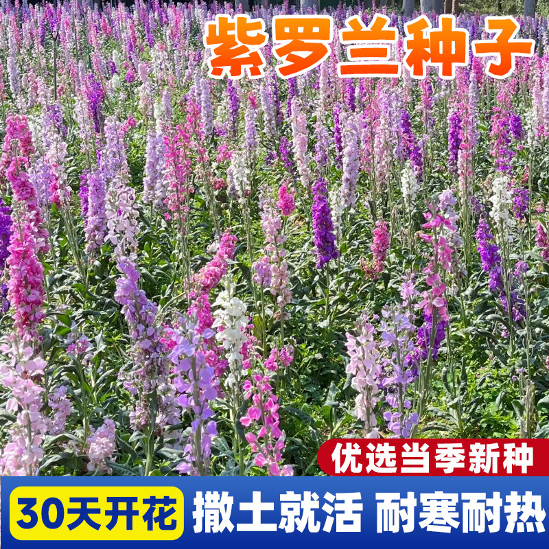 紫罗兰种子花种子四季易种易活花籽非洲堇阳台盆栽室外观花卉种子