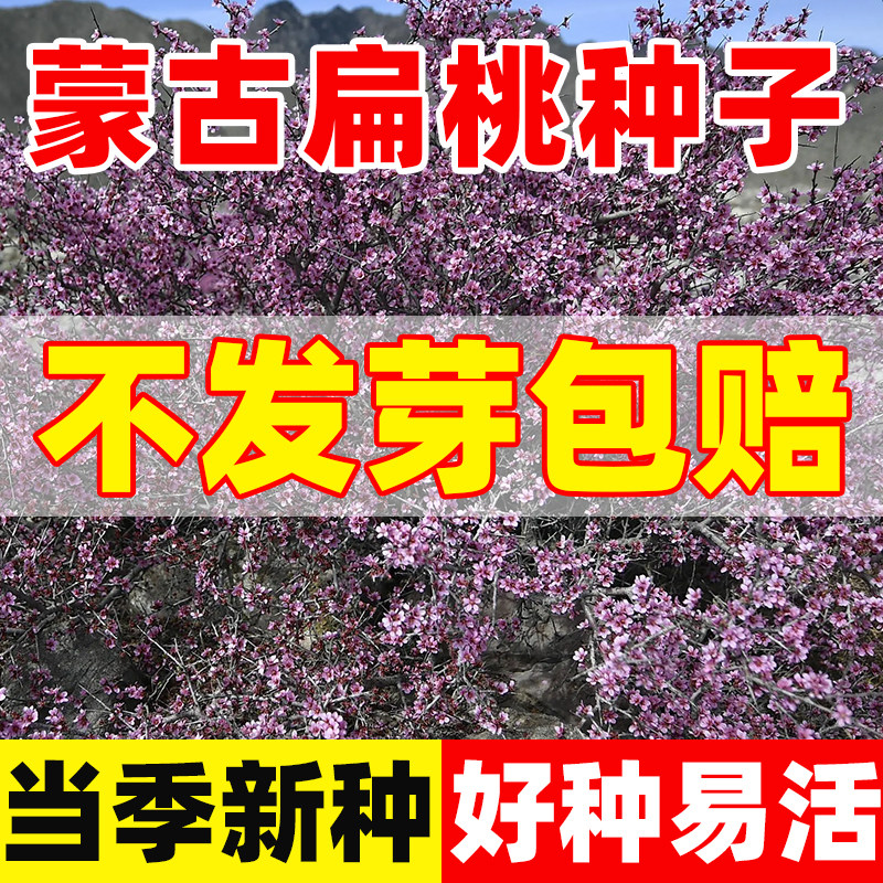 蒙古扁桃种子当年新采中药材优质散装春秋种植绿化林木护坡种籽子