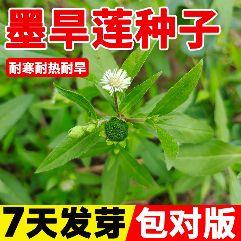 墨旱莲种子四季种植金陵草旱莲子