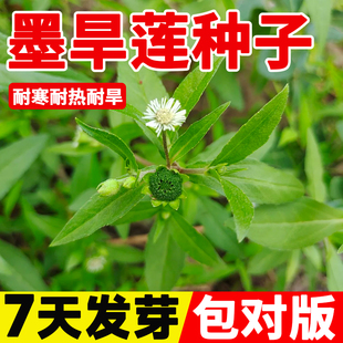 墨旱莲种子野生旱莲草水旱莲莲子草墨菜鳢肠金陵草旱莲子乌田草籽