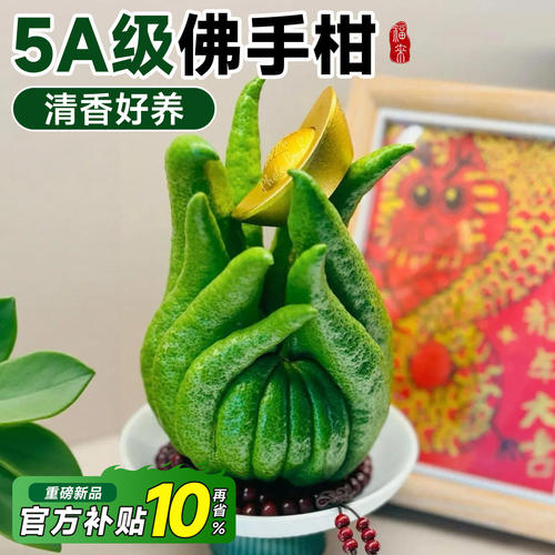 佛手柑鲜果办公室内植物盆栽四季