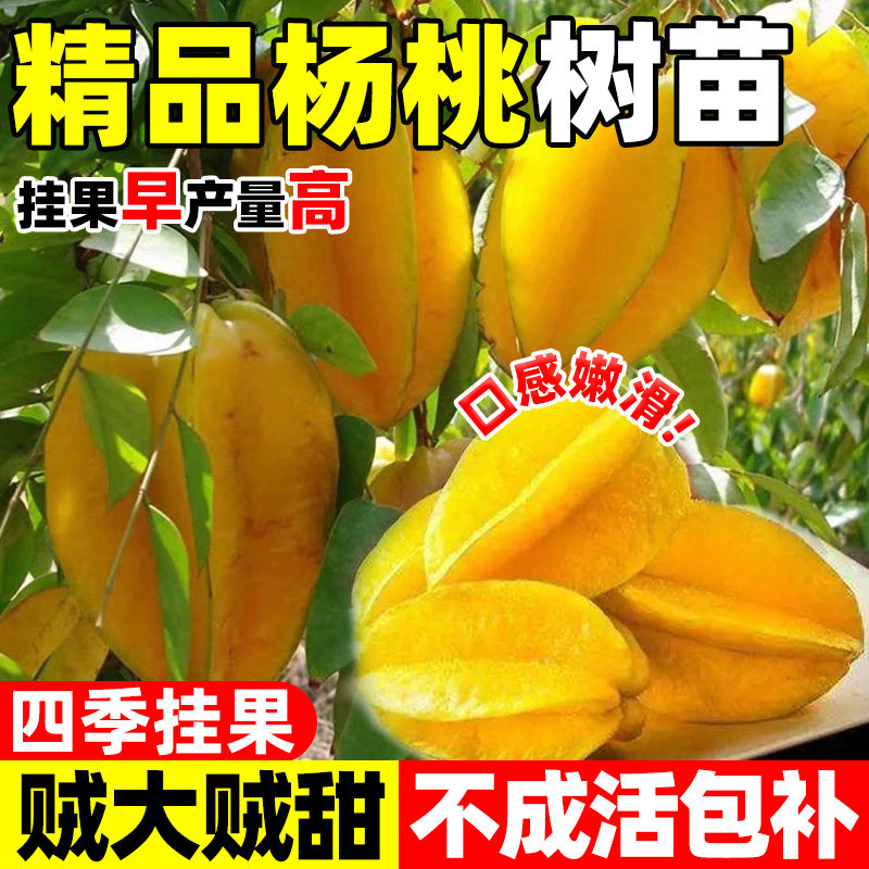 杨桃树苗果结甜庭院阳台盆图片
