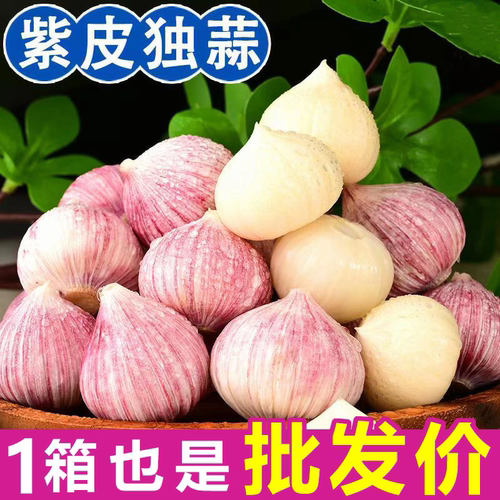 蒜香浓郁辣味纯正家庭四季种植日
