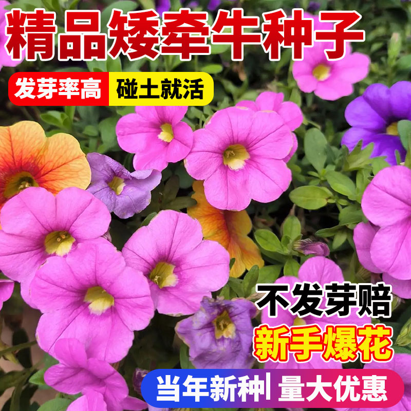 牵牛花种孑重瓣矮四季播开图片