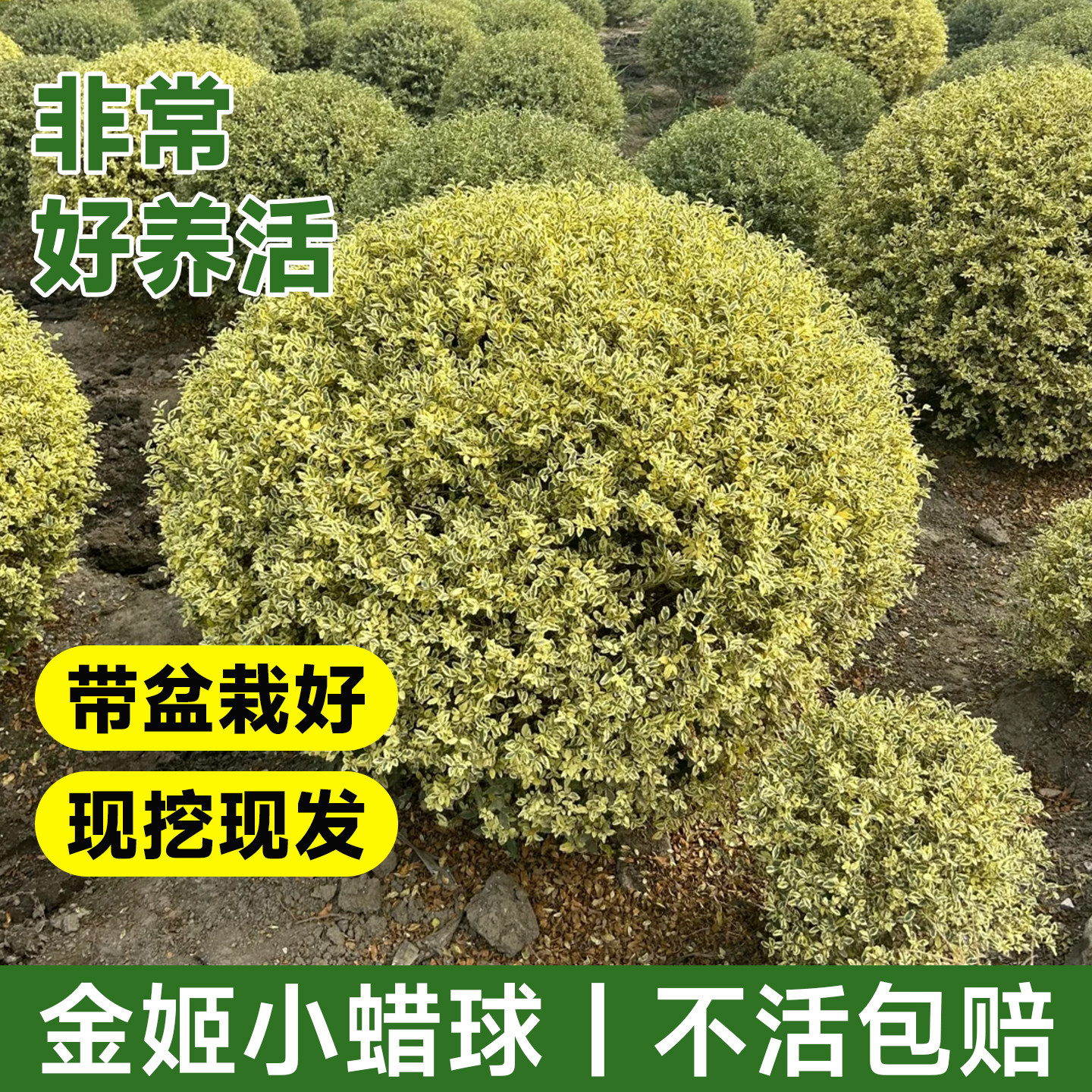金姬小蜡球盆栽多年生银姬小