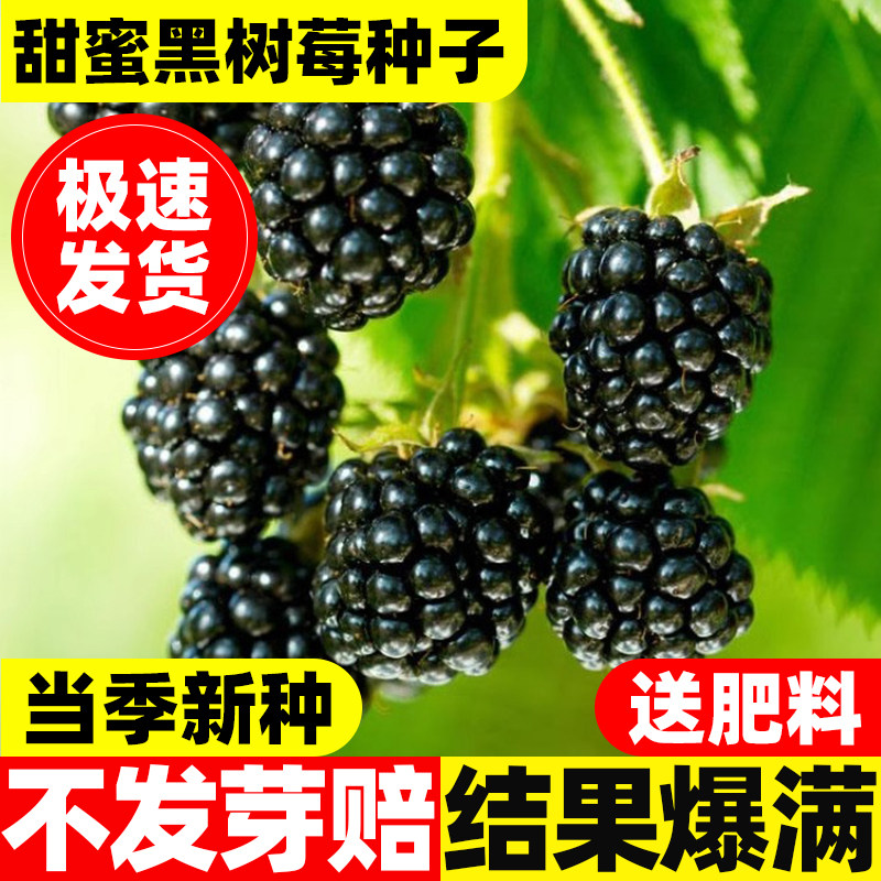 黑树莓种子四季种植野草莓覆盆子红树莓种子庭院阳台野生树莓种籽