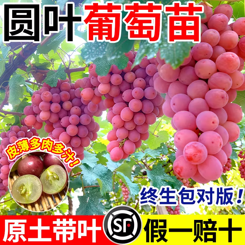 圆叶葡萄苗红宝石格威尔南北方地
