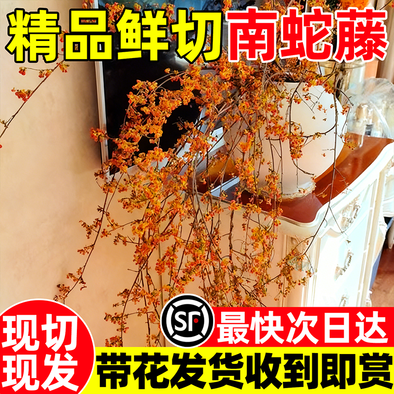 南蛇藤鲜切枝条鲜花水培植物插花