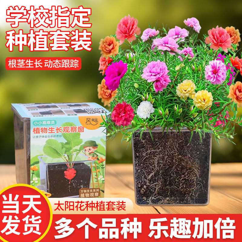 太阳花种子儿童种植盆栽套装向日葵植物小学生实验凤仙花雏菊种籽